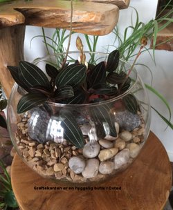 Planter i glasbowle